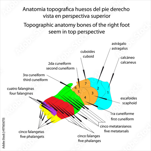 Anatomia topografica huesos del pie derecho vista en perspectiva superior