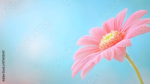 Delicate Floral Petal in Soft Focus Close Up Macro Photography