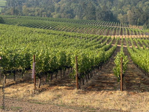 Fotografie Rows of Pinot Noir grapes grow at a vineyard in the Oregon Willamette Valley