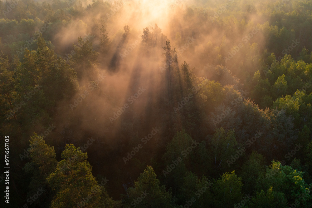 Fototapeta premium Sunrise Gothic. June morning, sun rays through fog, Meshchersky National Park, pine forest and the Pra River