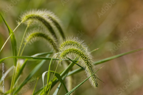 Giant foxtails (Setaria faberi) known as Japanese bristlegrass, nodding bristle-grass, Chinese foxtail, Chinese millet, giant bristlegrass, giant foxtail or nodding foxtail, is an Asian grass