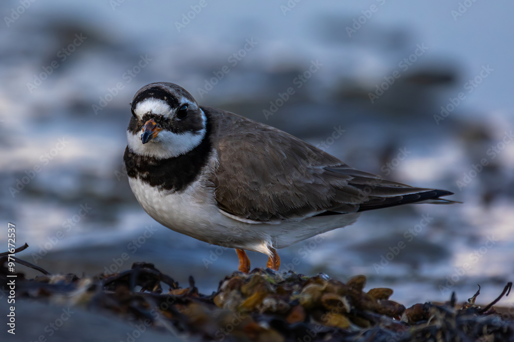 Obraz premium Ringed plover closeup by shore