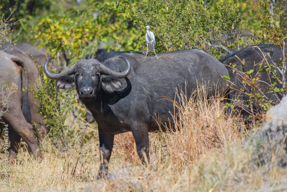 Herd of African buffalo or Cape buffalo (Syncerus caffer) in Moremi national park, Botswana Herd of African buffalo or Cape buffalo (Syncerus caffer) in Moremi national park, Botswana