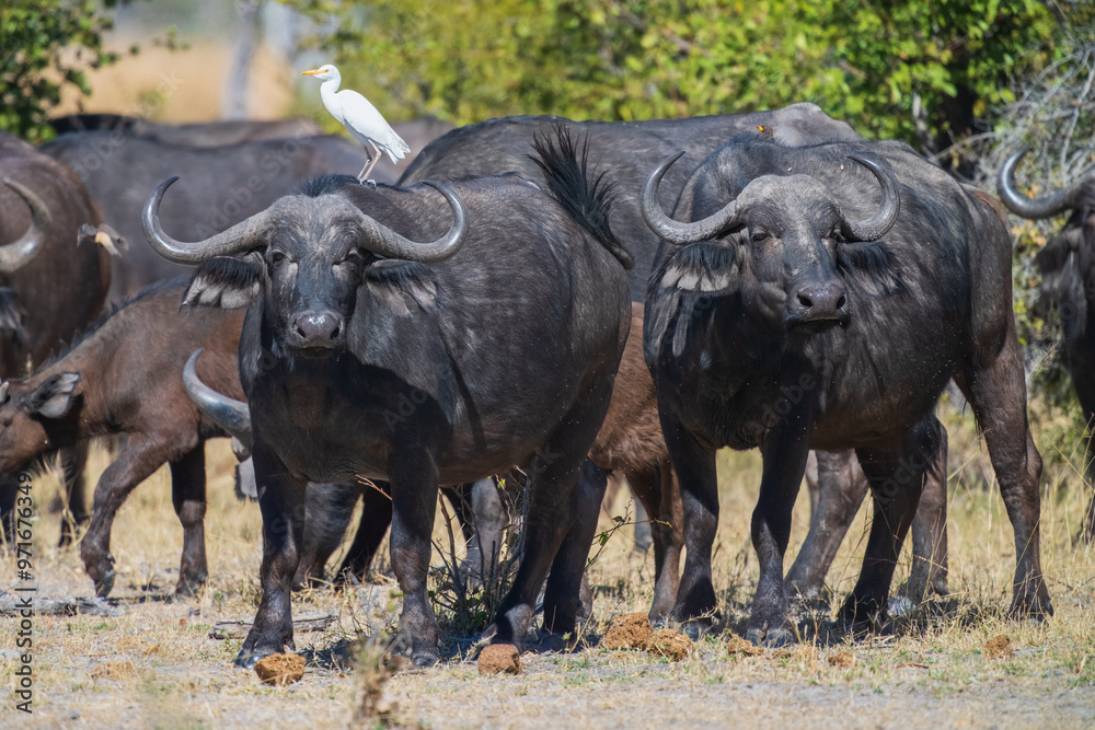 Herd of African buffalo or Cape buffalo (Syncerus caffer) in Moremi national park, Botswana