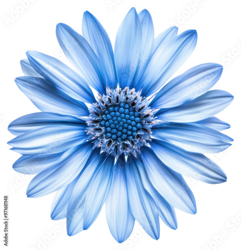 PNG Vibrant blue flower macro shot