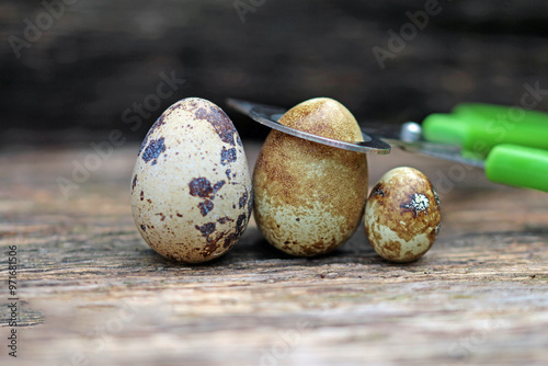 Quail eggs compared 