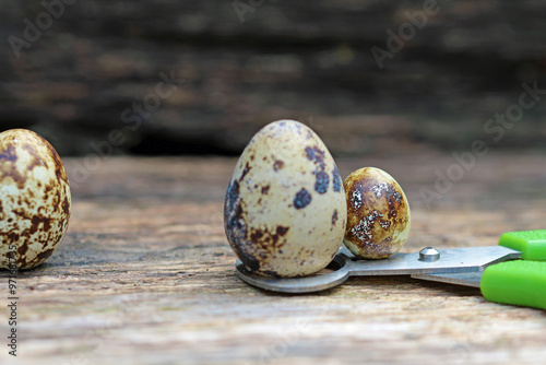 Quail eggs compared 