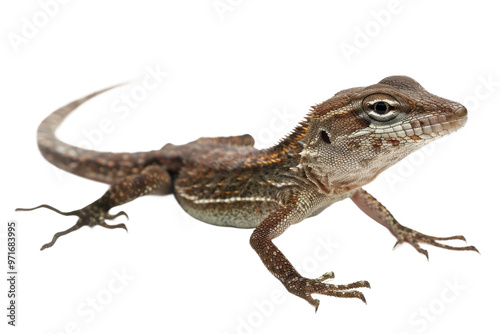 Brown anole isolated with a clear background in high definition showing its unique features and textures, suitable for educational or wildlife illustrations.
