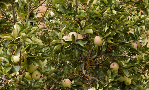 Horticulture of Gran Canaria -  ripening apples on branches background photo