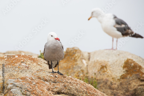 Seagulls standing on rocks