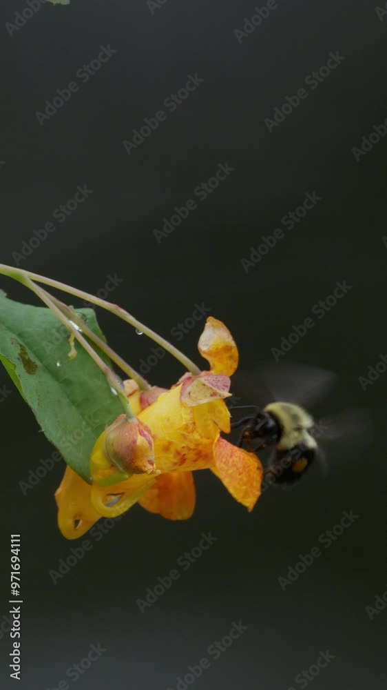 Slow motion view of a Bumble bee exiting a touch me not flower and flying away Slow motion view of a Bumble bee exiting a touch me not flower and flying away