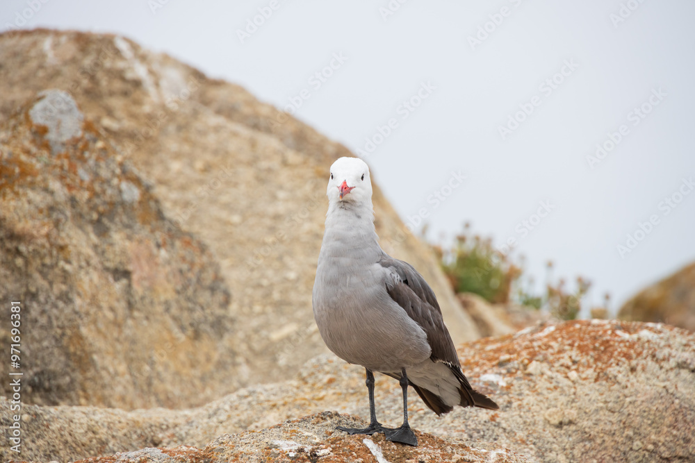 Seagull standing on a rock Seagull standing on a rock