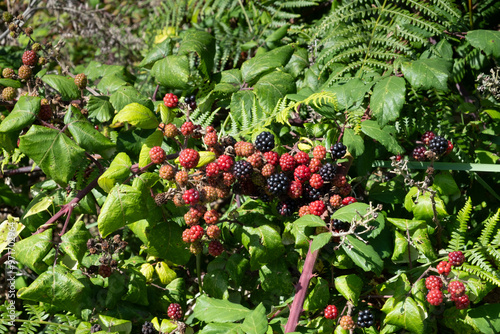 Blackberry fruits growing in the hedgerow