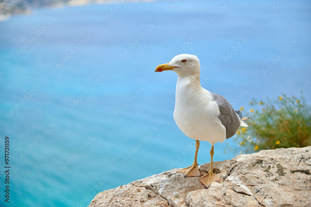 Majestic Seagull Perched on Cliff Edge Overlooking Breathtaking Coastal Panorama Sunny Day Nature Tourism Scenic Landscape. Coastal Wildlife Seagull Surveys Azure Sea from Rocky Precipice Cloudless Majestic Seagull Perched on Cliff Edge Overlooking Breathtaking Coastal Panorama Sunny Day Nature Tourism Scenic Landscape. Coastal Wildlife Seagull Surveys Azure Sea from Rocky Precipice Cloudless