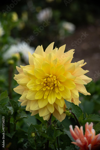 Dahlia jaune photo