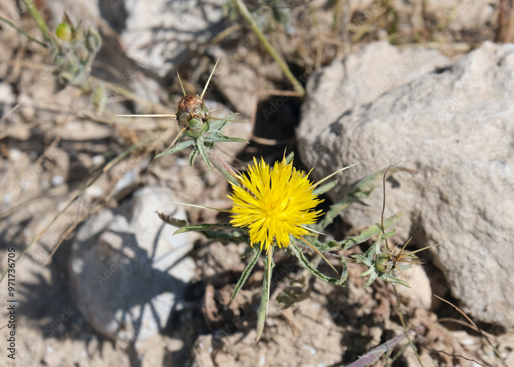 Eastern Star-thistle (lat.- Centaurea hyalolepis) Eastern Star-thistle (lat.- Centaurea hyalolepis)