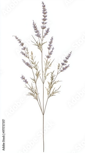 A single minimal lavender flower plant paper from Stock Real Pressed.