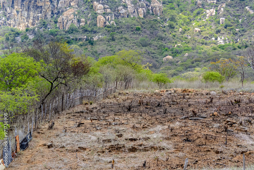 Deforestation of the Caatinga Biome for agricultural practices in the countryside of Paraíba, Brazil.