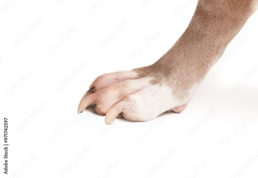 Long nails on dog paw. Slightly overgrown nails on large dogs front paw. Concept for dog body care, cutting nails or use clipper. 13 years old female American Pitbull. Senior dog. Selective focus. Long nails on dog paw. Slightly overgrown nails on large dogs front paw. Concept for dog body care, cutting nails or use clipper. 13 years old female American Pitbull. Senior dog. Selective focus.