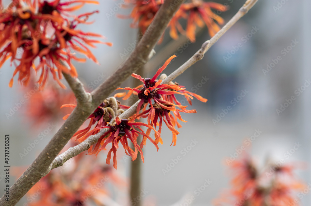 Hamamelis intermedia orange red winter spring flowering plant, group of amazing witch hazel Orange beauty flowers in bloom