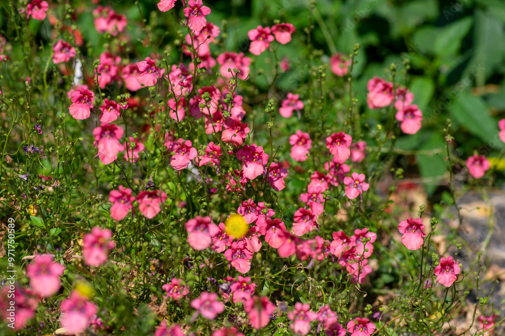 Diascia fetcaniensis pink purple flowering twinspur plant, group of small flowers in bloom, green leaves Diascia fetcaniensis pink purple flowering twinspur plant, group of small flowers in bloom, green leaves