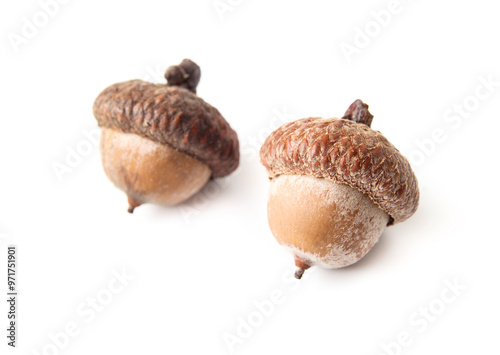 Isolated Hazelnut with defocused nut. Dried hazelnut seed pods. Healthy snack with for the brain. Harvest or fall background or decoration. Selective focus. White background.