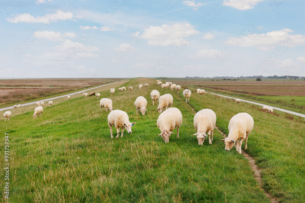 Obraz premium Many grazing sheep in herd scene on dyke lush green field pasture meadow grassland at North Sea coast East Frisia Lower Saxony Germany. Scenic german livestock rural countryside landscape view