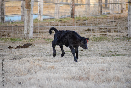 Cows and Calves