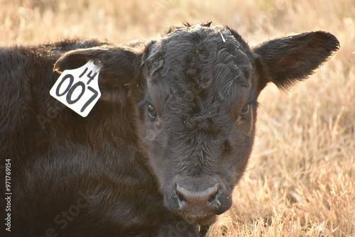 Cows and Calves