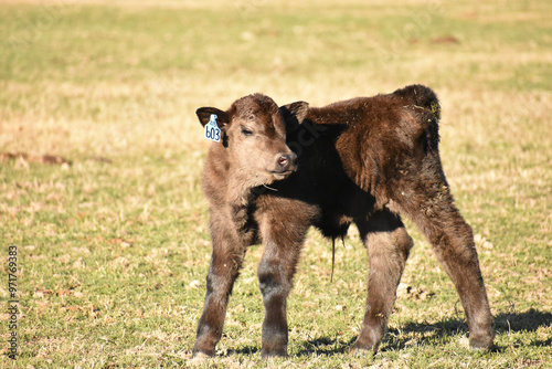 Cows and Calves
