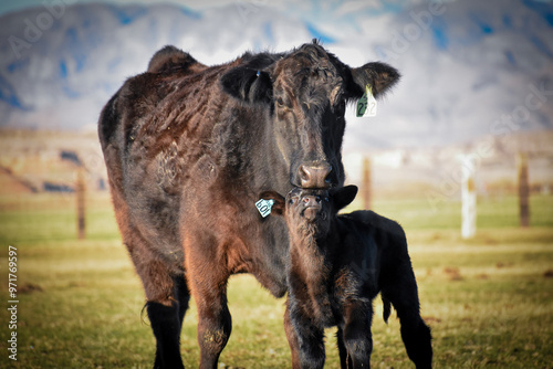 Cows and Calves