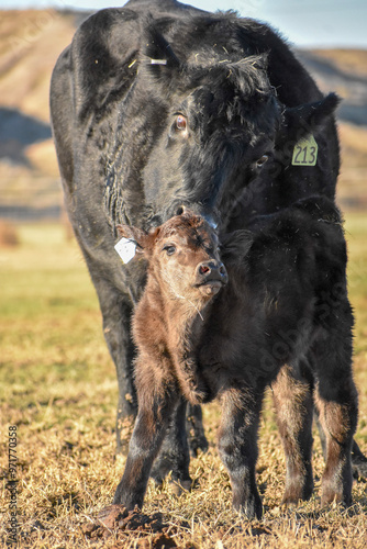 Cows and Calves