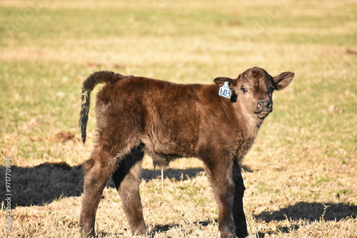 Cows and Calves