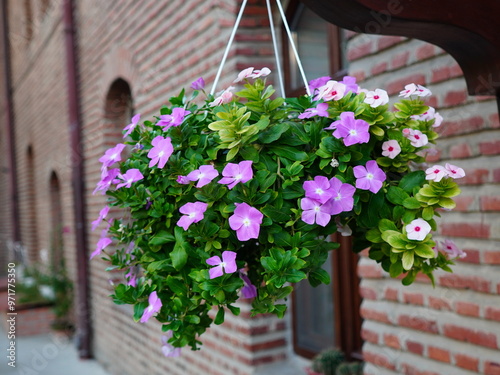 Foto Pink impatiens flowers in pot hanging from eaves in the yard of a monastery in B