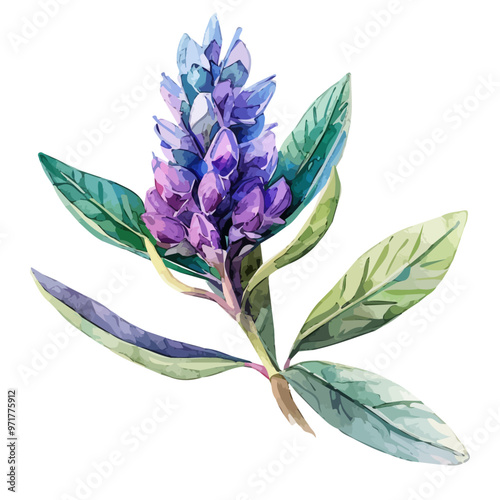 Watercolor of Hebe plant, isolated on a white background, and Hebe vector