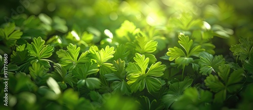 Wallpaper Mural Lush verdant green foliage in an idyllic woodland setting creating a vibrant serene natural landscape  The image showcases the abundant flourishing vegetation with a aesthetic Torontodigital.ca