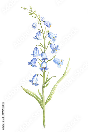 A delicate blue flower with graceful petals, perfect for adding a touch of nature and elegance to any design or project.