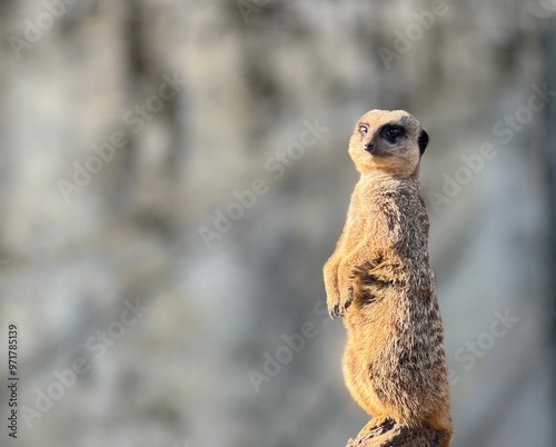 Suricate à l'affut photo