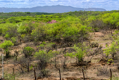 Caatinga Biome with green vegetation during the rainy season in Santa Terezinha, Paraíba, Brazil.