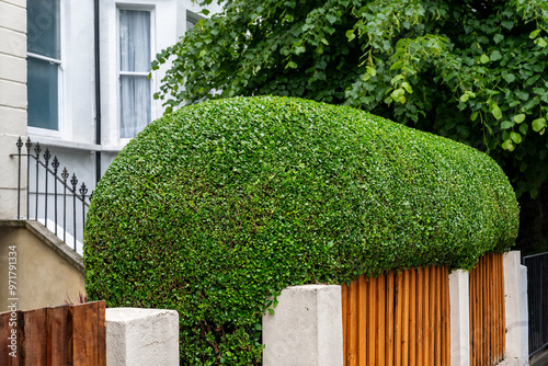 Obraz na plátne Neatly trimmed hedge in front garden outside a typical London home along a street