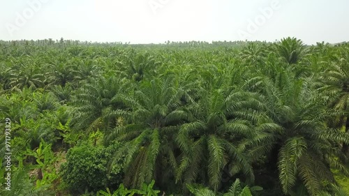 Wallpaper Mural aerial shot of oil palm plantation using drone in daylight with proper irrigation from farmers Torontodigital.ca