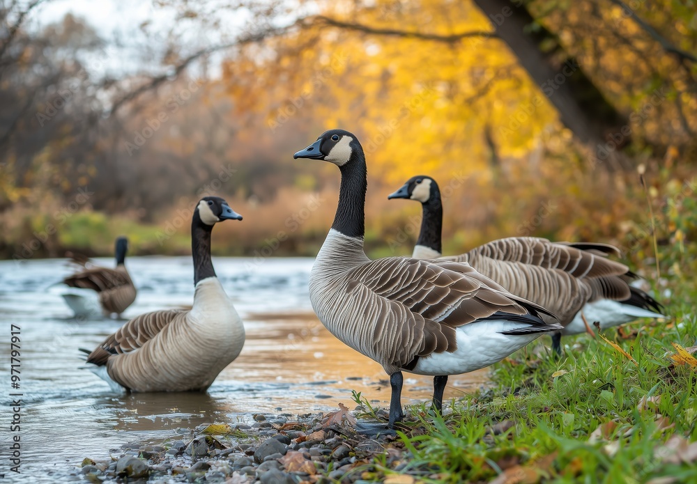Group of geese standing along a grassy riverbank during autumn with golden leaves in the background Group of geese standing along a grassy riverbank during autumn with golden leaves in the background