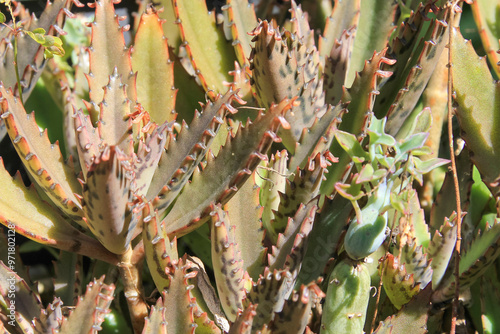 Kalanchoe laetivirens: Cluster of succulents with thin, elongated leaves, green with dark spots and serrated edges, exposed to sunlight in a garden with various plants. photo