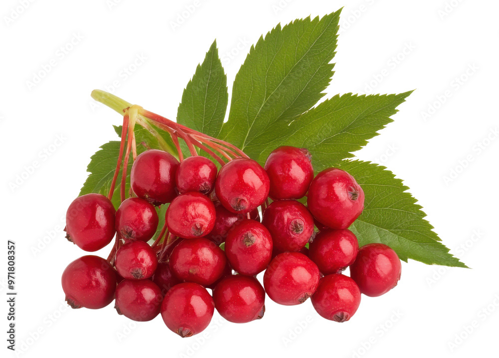 Fresh red berries with green leaves, perfect for healthy recipes, desserts, or decorative purposes. Vibrant and appetizing. Fresh red berries with green leaves, perfect for healthy recipes, desserts, or decorative purposes. Vibrant and appetizing.