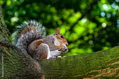 squirrel in park uk