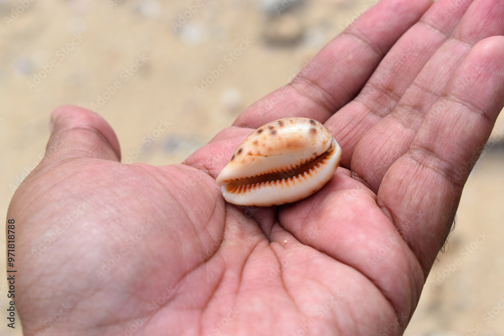 The shell of Cypraea tigris on the hand palm