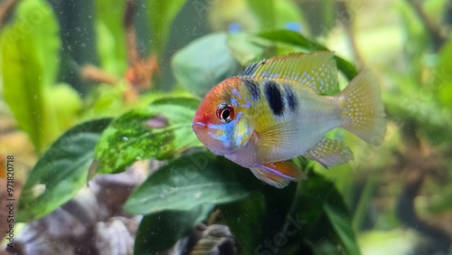 Schmetterlingsbuntbarsch - Mikrogeophagus ramirezi photo