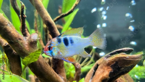 Schmetterlingsbuntbarsch - Mikrogeophagus ramirezi photo