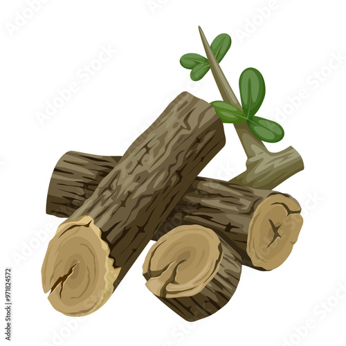 Vector illustration of chaparro amargo wood or bitter chaparro, scientific name Castela tortuosa, isolated on white background.