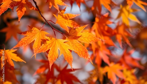 Autumn Maple Leaves